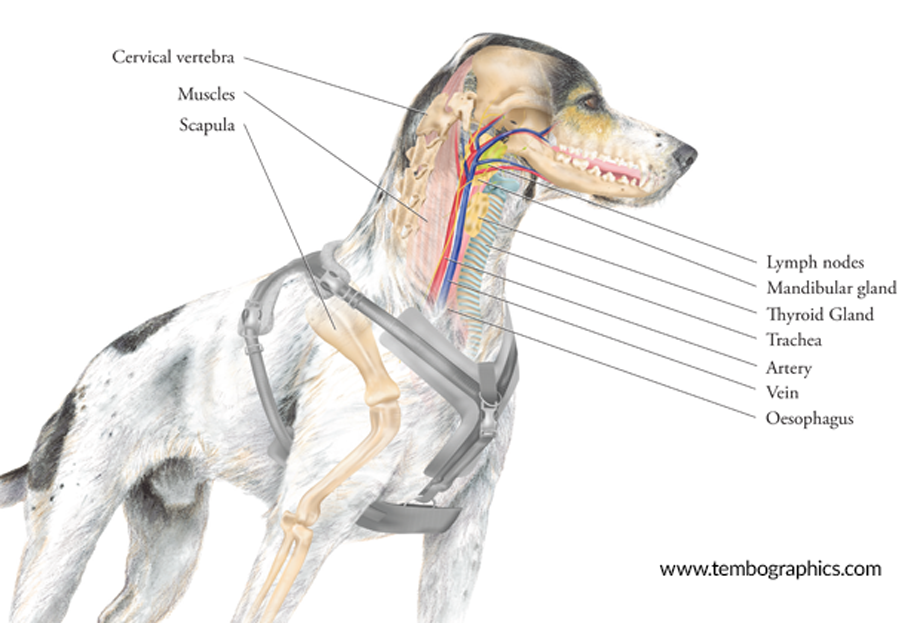 pfh-illustration-on-trailhound-2021-v1