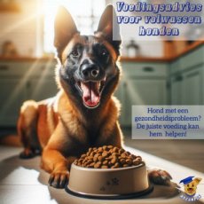 Voedingsadvies op maat voor hond (online)