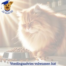 Voedingsadvies op maat voor kat (online)