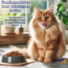 Voedingsadvies op maat voor kat (online)