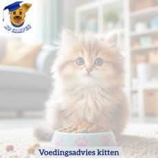 Voedingsadvies op maat voor kittens (online)