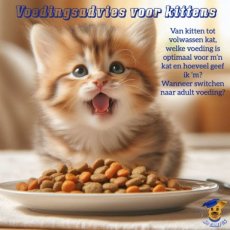 Voedingsadvies op maat voor kittens (online)